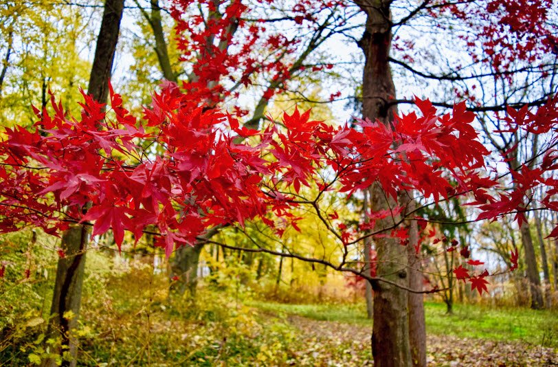 Hadwen Arboretum, United States